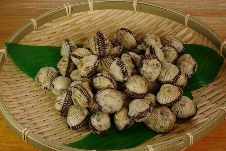 中海の冬の味覚 赤貝