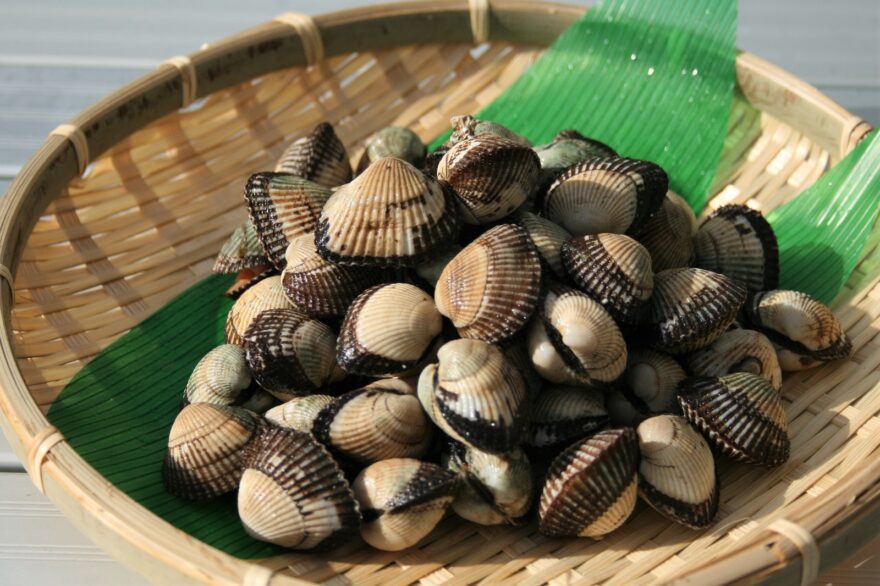 中海の冬の味覚  赤貝