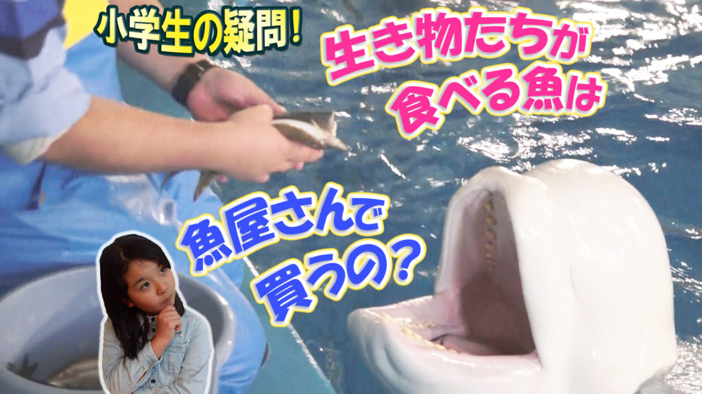 小学生の疑問②