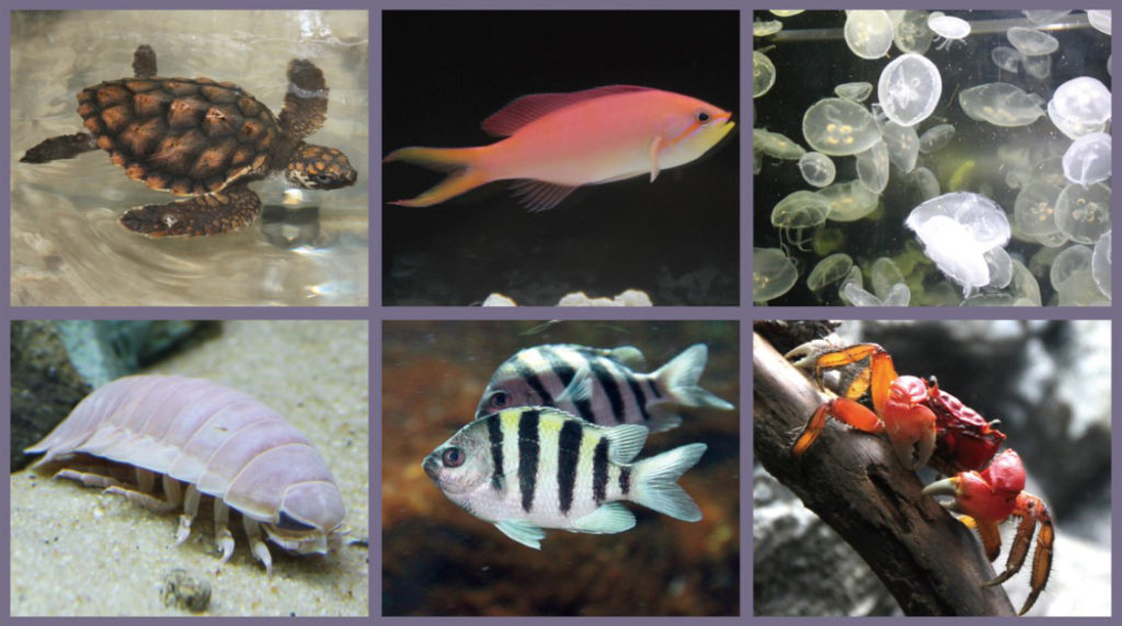 生き物