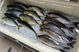本日の魚